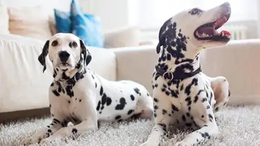 Qué cuidados necesitan los dálmatas Qué cuidados necesitan los dálmatas