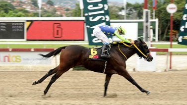 Brave Yole las galopó en el Clásico Ezequiel Zamora