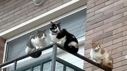 ¿Es verdad que un gato tiene 7 vidas?