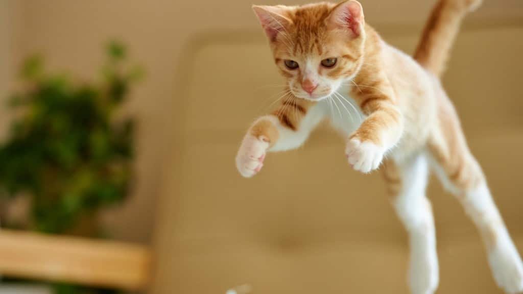 ¿Es verdad que un gato tiene 7 vidas? ¿Es verdad que un gato tiene 7 vidas?