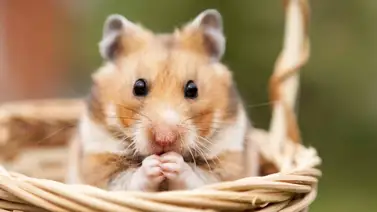 Ten un hámster feliz y sano con estos cuidados Ten un hámster feliz y sano con estos cuidados