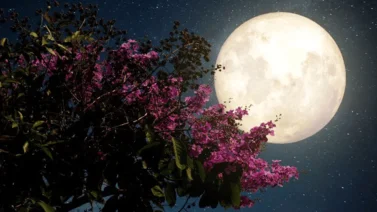 La ciencia quiere cultivar plantas en la luna para 2025