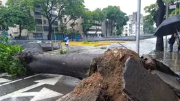 Árbol caído afecta el tránsito en la avenida Libertador (+Fotos)