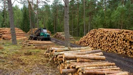 Productividad forestal podría aumentar más de 30% para el año 2050