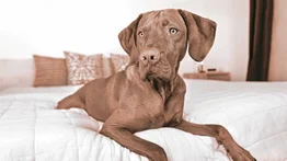 Trucos para eliminar el olor a perro de tu casa