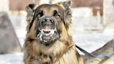 Cinco cosas que debes saber sobre la rabia Cinco cosas que debes saber sobre la rabia