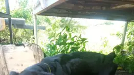 Entrenador vendió videos de "sangrientas peleas de perros" en Anzoátegui