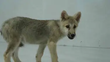 Nació primer ejemplar clonado de lobo ártico en China Nació primer ejemplar clonado de lobo ártico en China