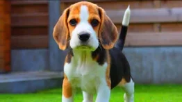 Beagle: característica y comportamiento