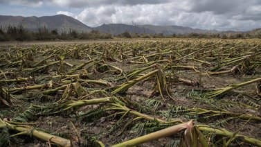 Pérdidas en agricultura superan los 100 millones de dólares en Puerto Rico tras paso de Fiona
