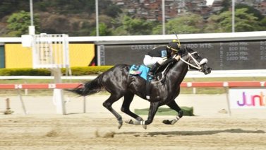 El de Froix buscará su segundo triunfo de manera consecutiva en el Clásico Jockey Club de Venezuela