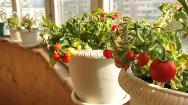 Beneficios que da tener un huerto en casa Beneficios que da tener un huerto en casa