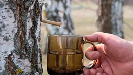 ¿Cómo favorece a nuestro organismo el agua de abedul?