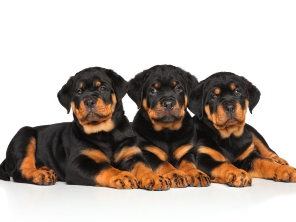 Cuidados de un cachorro rottweiler Cuidados de un cachorro rottweiler