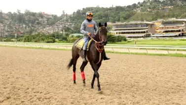 Strength Monster va por su tercera victoria al hilo Strength Monster va por su tercera victoria al hilo