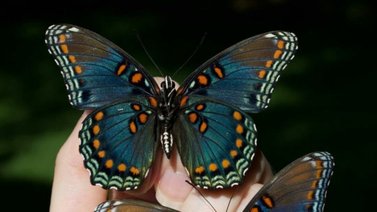 Conoce un poco más sobre las mariposas