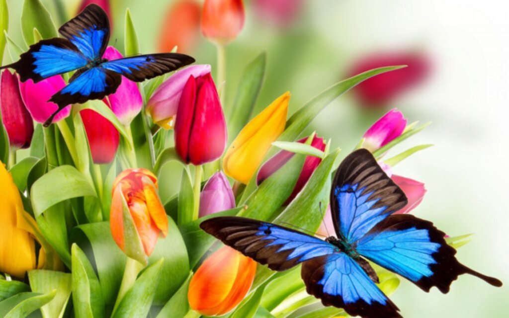 Conoce un poco más sobre las mariposas Conoce un poco más sobre las mariposas