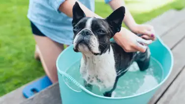 ¿Se pueden prevenir las pulgas y garrapatas? ¿Se pueden prevenir las pulgas y garrapatas?