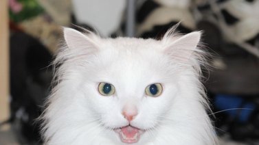 Murió Thurston Waffles, el gato de los memes en redes sociales