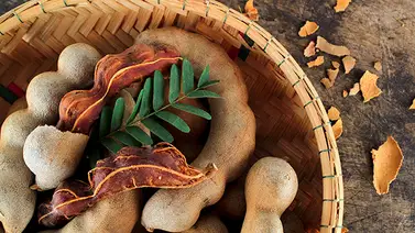 Tamarindo: acidez que le viene bien al cuerpo Tamarindo: acidez que le viene bien al cuerpo