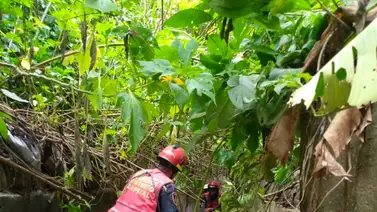 Autoridades buscan a niño de 11 años desaparecido tras caer en quebrada de Chapellín Autoridades buscan a niño de 11 años desaparecido tras caer en quebrada de Chapellín