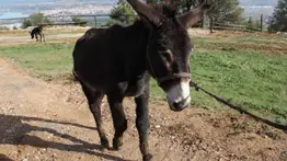 El burro se domesticó hace más de 7.000 años en el continente africano