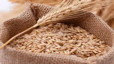 Nicaragua aumentará sus importaciones de trigo ruso Nicaragua aumentará sus importaciones de trigo ruso