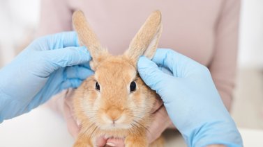 ¿Cuáles son las enfermedades de los conejos?