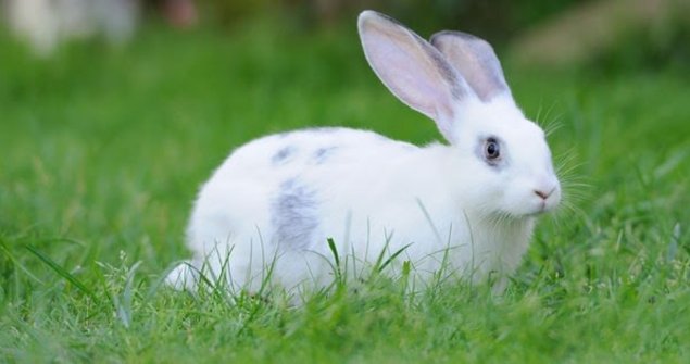 ¿Cuáles son las enfermedades de los conejos? ¿Cuáles son las enfermedades de los conejos?