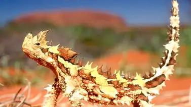 Diablo espinoso: un lagarto que vive en el desierto australiano Diablo espinoso: un lagarto que vive en el desierto australiano