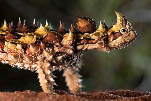 Diablo espinoso: un lagarto que vive en el desierto australiano Diablo espinoso: un lagarto que vive en el desierto australiano
