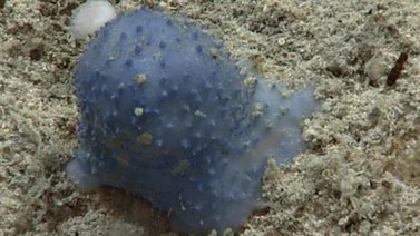 Científicos hallan "extraña" criatura azul en las profundidades del Caribe
