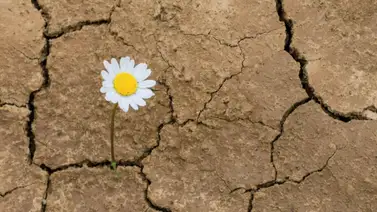 Cesap destaca la resiliencia del venezolano (+VIDEO) Cesap destaca la resiliencia del venezolano (+VIDEO)