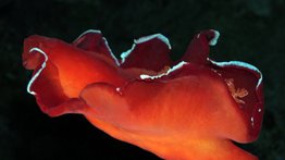 Curiosa e hipnótica bailarina española del mar
