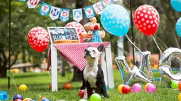 El mejor amigo de cuatro patas está de cumpleaños