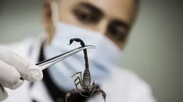 Venezolanos desarrollan antiveneno a partir de anticuerpos de gallina Venezolanos desarrollan antiveneno a partir de anticuerpos de gallina