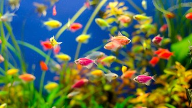 Instrúyete sobre los peces antes de tenerlos como mascotas