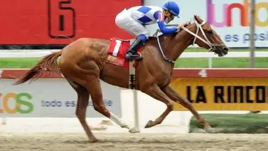 Júpiter Max regresa por su primera victoria en la Rinconada luego de 105 días sin correr Júpiter Max regresa por su primera victoria en la Rinconada luego de 105 días sin correr