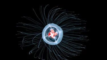 Genoma de medusa podría impulsar la lucha contra el envejecimiento humano