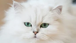 Conoce todo sobre el gato persa