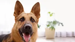 (+VIDEO) ¡Esto sí es un perro! Hace su necesidad y él mismo la limpia con pala y cepillo