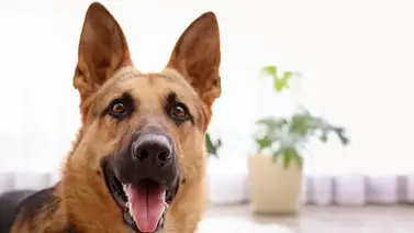 (+VIDEO) ¡Esto sí es un perro! Hace su necesidad y él mismo la limpia con pala y cepillo (+VIDEO) ¡Esto sí es un perro! Hace su necesidad y él mismo la limpia con pala y cepillo