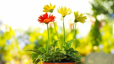 Convierte las latas en originales macetas para el jardín