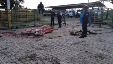 Denuncian asalto en unidad veterinaria de la UCV: Al menos 10 animales murieron Denuncian asalto en unidad veterinaria de la UCV: Al menos 10 animales murieron