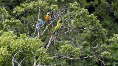 Crean nidos artificiales para salvar al guacamayo verde en Panamá