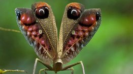 El sorprendente saltamonte pavo real