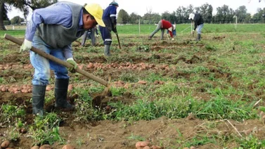 Confederación Nacional de Productores alerta sobre contrabando de papa