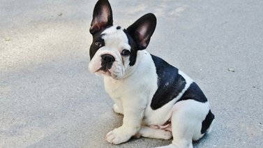 El bulldog francés, un braquicéfalo