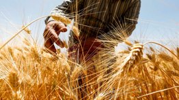 EEUU comprará 68 millones en trigo ucraniano para enviarlo a los países más pobres