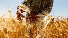 EEUU comprará 68 millones en trigo ucraniano para enviarlo a los países más pobres